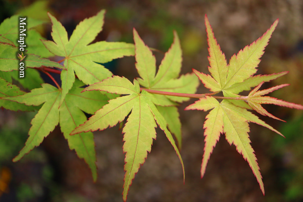 Acer palmatum 'Taro yama' Dwarf Japanese Maple