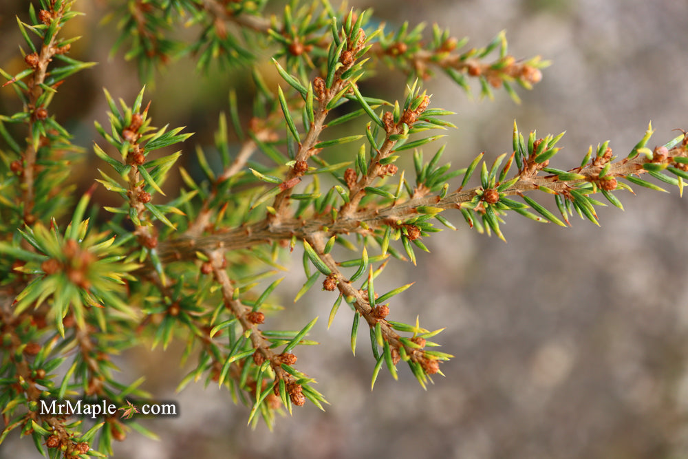 Cedrus brevifolia 'Kenwith' Dwarf Cyprus Cedar