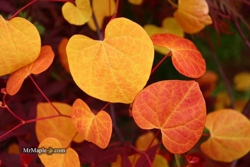 Cercis canadensis ‘NC2016-2’ Flame Thrower® Redbud Tree
