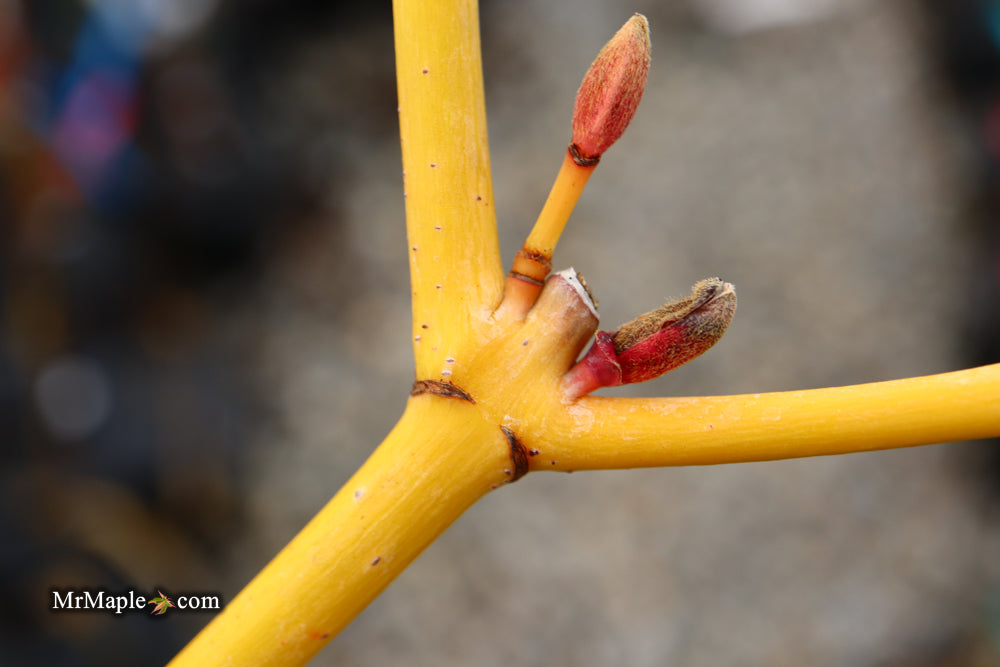 Acer rufinerve 'Winter Gold' Yellow Bark Snakebark Japanese Maple