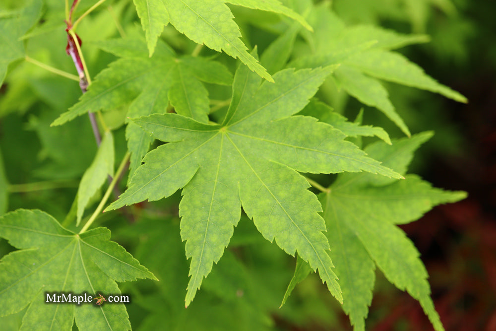 Acer palmatum 'Syuka' Japanese Maple