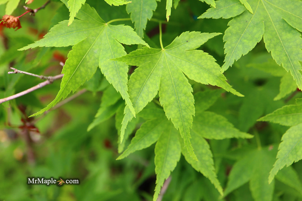 Acer palmatum 'Syuka' Japanese Maple