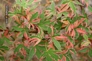 - Acer palmatum 'Beni shichihenge' Pink Variegated Japanese Maple - Mr Maple │ Buy Japanese Maple Trees