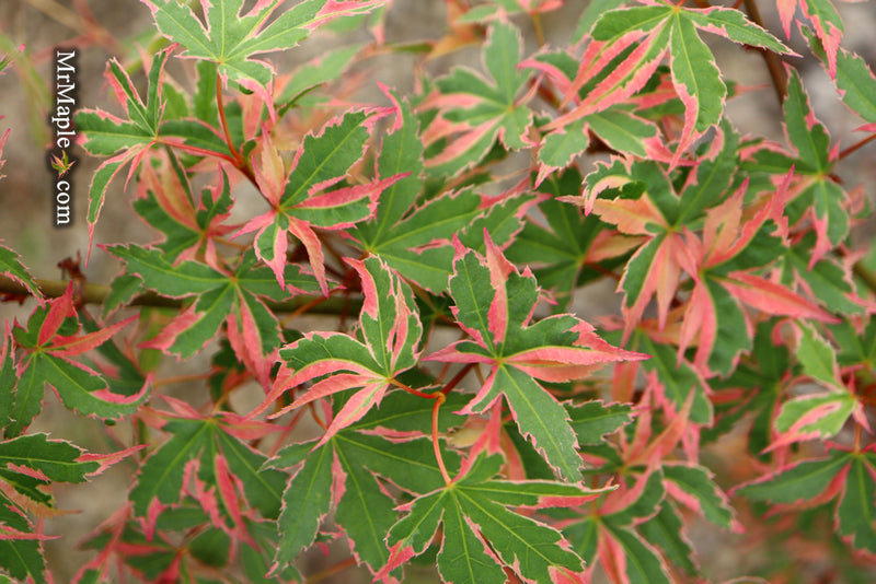 - Acer palmatum 'Beni shichihenge' Pink Variegated Japanese Maple - Mr Maple │ Buy Japanese Maple Trees