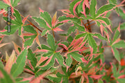 - Acer palmatum 'Beni shichihenge' Pink Variegated Japanese Maple - Mr Maple │ Buy Japanese Maple Trees