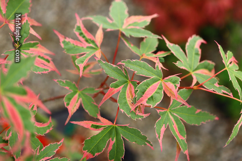 - Acer palmatum 'Beni shichihenge' Pink Variegated Japanese Maple - Mr Maple │ Buy Japanese Maple Trees