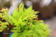 - Acer palmatum 'Tattoo' Dwarf Japanese Maple - Mr Maple │ Buy Japanese Maple Trees