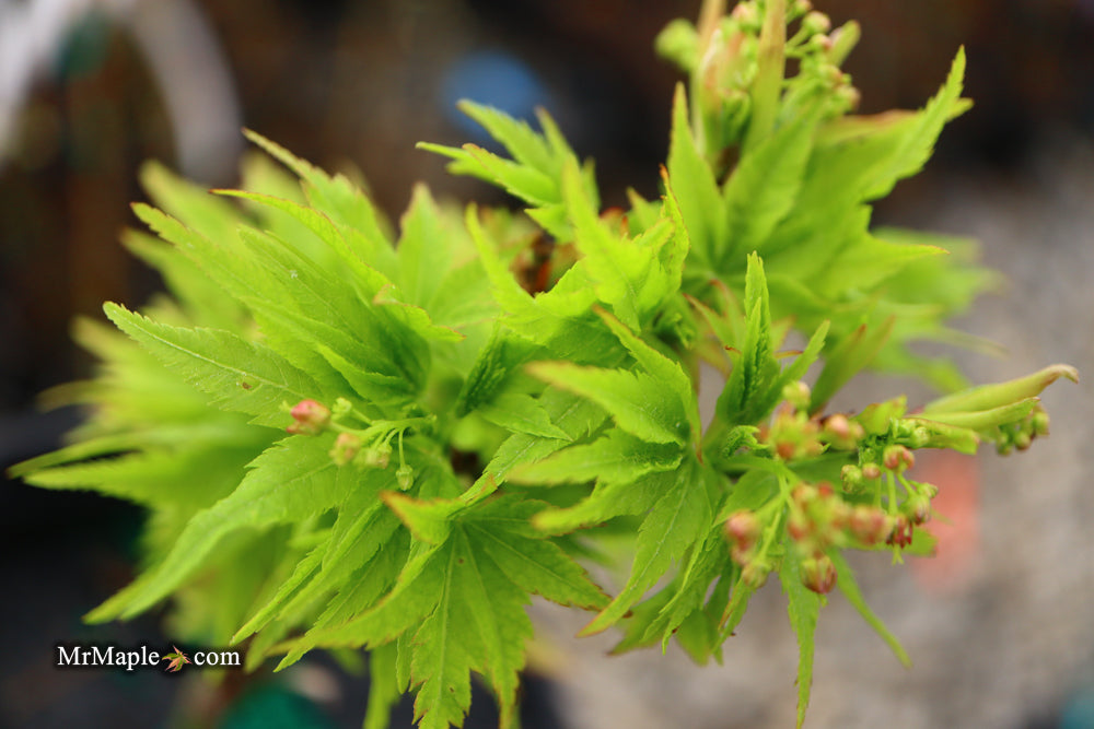 Acer palmatum 'Tattoo' Dwarf Japanese Maple
