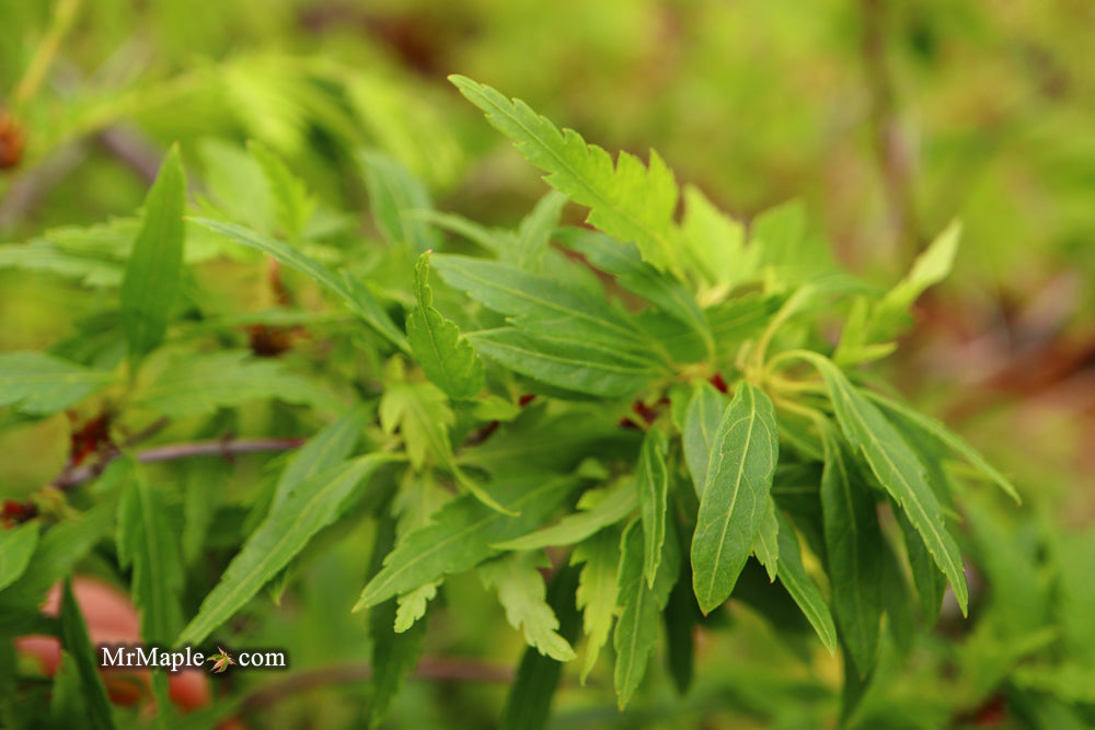 Acer palmatum 'Case's Hagoromo Rose' Japanese Maple