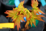 - Acer palmatum 'Japanese Princess' Dwarf Japanese Maple - Mr Maple │ Buy Japanese Maple Trees