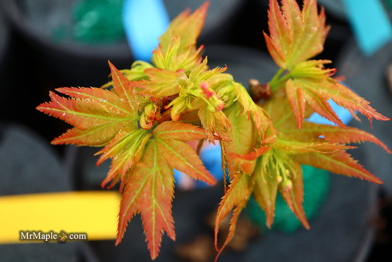 - Acer palmatum 'Japanese Princess' Dwarf Japanese Maple - Mr Maple │ Buy Japanese Maple Trees