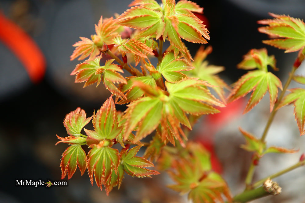 FOR PICKUP ONLY | Acer palmatum 'Murasaki kiyohime' Dwarf Japanese Maple | DOES NOT SHIP