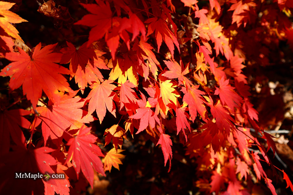 Acer sieboldianum 'Seki no kegon' Weeping Japanese Maple