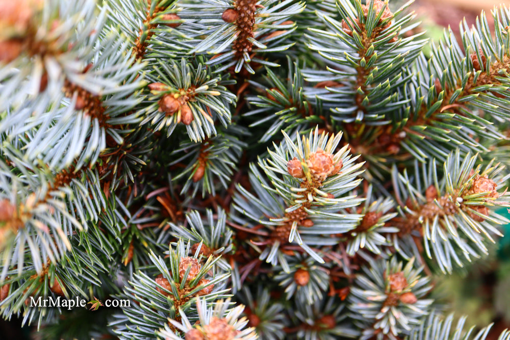 Picea sitchensis 'Uncle Wiley' Dwarf Sitka Spruce