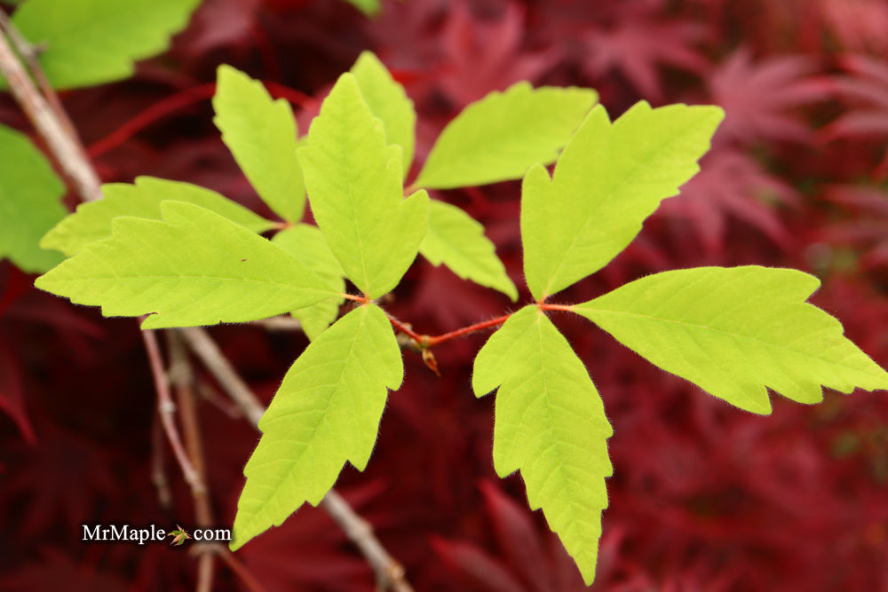 Acer waxmanii (Acer griseum xnikoense xtriflorum) Paperbark Hybrid Maple