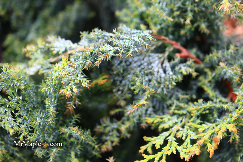 Chamaecyparis obtusa 'Gimborn's Beauty' Dwarf Hinoki Cypress