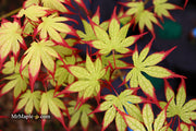 - Acer palmatum 'Phantom Flame' Japanese Maple - Mr Maple │ Buy Japanese Maple Trees