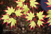 - Acer palmatum 'Phantom Flame' Japanese Maple - Mr Maple │ Buy Japanese Maple Trees