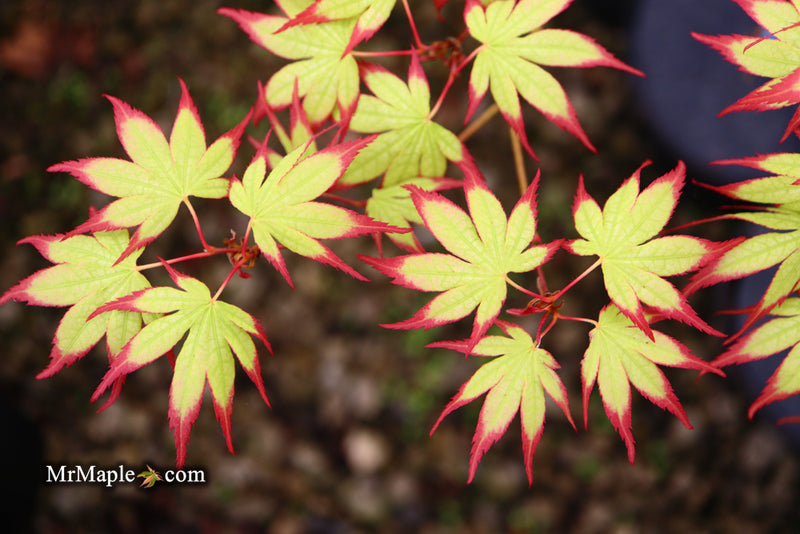 - Acer palmatum 'Phantom Flame' Japanese Maple - Mr Maple │ Buy Japanese Maple Trees