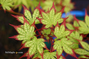 - Acer palmatum 'Phantom Flame' Japanese Maple - Mr Maple │ Buy Japanese Maple Trees