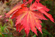 - Acer japonicum 'Yama kage' Mountain Shadows Full Moon Japanese Maple - Mr Maple │ Buy Japanese Maple Trees