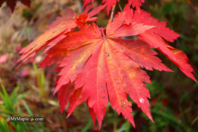 - Acer japonicum 'Yama kage' Mountain Shadows Full Moon Japanese Maple - Mr Maple │ Buy Japanese Maple Trees