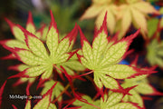 - Acer palmatum 'Phantom Flame' Japanese Maple - Mr Maple │ Buy Japanese Maple Trees
