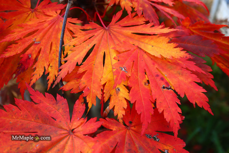 - Acer japonicum 'Yama kage' Mountain Shadows Full Moon Japanese Maple - Mr Maple │ Buy Japanese Maple Trees