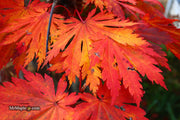 - FOR PICKUP ONLY | Acer japonicum 'Yama kage' Mountain Shadows Full Moon Japanese Maple | DOES NOT SHIP - Mr Maple │ Buy Japanese Maple Trees