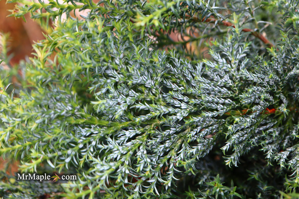 Chamaecyparis obtusa 'Gimborn's Beauty' Dwarf Hinoki Cypress