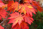 - FOR PICKUP ONLY | Acer japonicum 'Yama kage' Mountain Shadows Full Moon Japanese Maple | DOES NOT SHIP - Mr Maple │ Buy Japanese Maple Trees