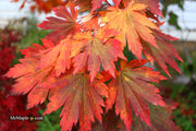 - Acer japonicum 'Yama kage' Mountain Shadows Full Moon Japanese Maple - Mr Maple │ Buy Japanese Maple Trees