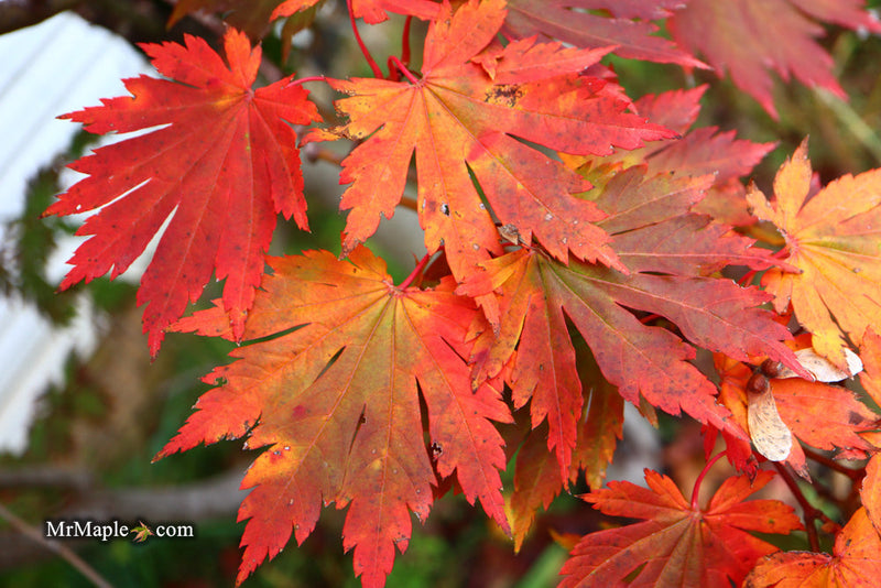 - FOR PICKUP ONLY | Acer japonicum 'Yama kage' Mountain Shadows Full Moon Japanese Maple | DOES NOT SHIP - Mr Maple │ Buy Japanese Maple Trees