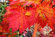 - FOR PICKUP ONLY | Acer japonicum 'Yama kage' Mountain Shadows Full Moon Japanese Maple | DOES NOT SHIP - Mr Maple │ Buy Japanese Maple Trees