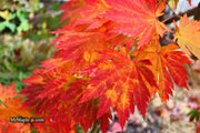 - FOR PICKUP ONLY | Acer japonicum 'Yama kage' Mountain Shadows Full Moon Japanese Maple | DOES NOT SHIP - Mr Maple │ Buy Japanese Maple Trees
