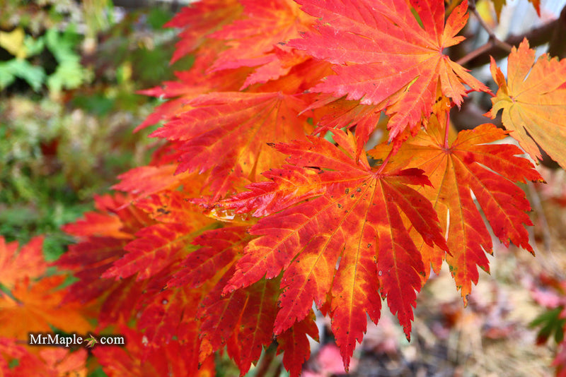 - FOR PICKUP ONLY | Acer japonicum 'Yama kage' Mountain Shadows Full Moon Japanese Maple | DOES NOT SHIP - Mr Maple │ Buy Japanese Maple Trees