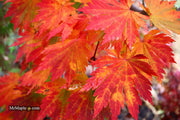 - Acer japonicum 'Yama kage' Mountain Shadows Full Moon Japanese Maple - Mr Maple │ Buy Japanese Maple Trees