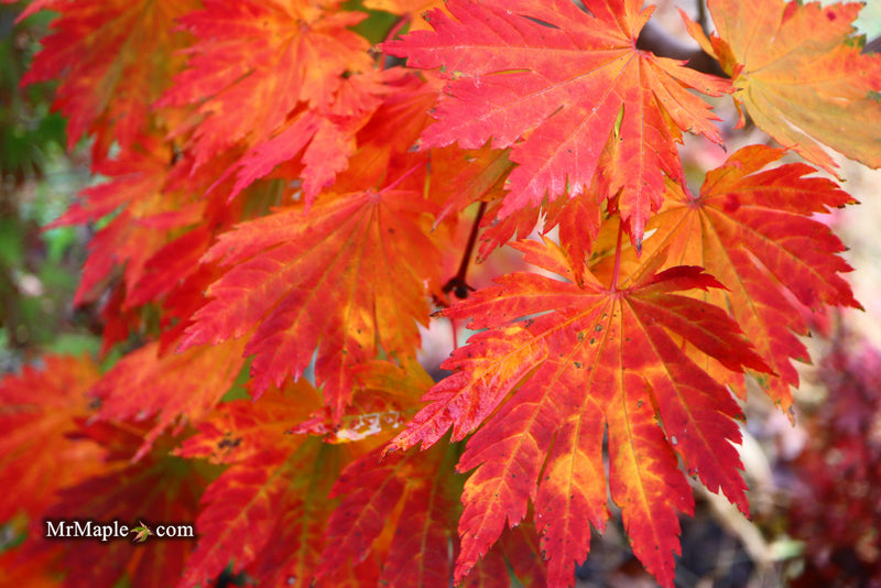 - Acer japonicum 'Yama kage' Mountain Shadows Full Moon Japanese Maple - Mr Maple │ Buy Japanese Maple Trees