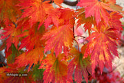 - Acer japonicum 'Yama kage' Mountain Shadows Full Moon Japanese Maple - Mr Maple │ Buy Japanese Maple Trees