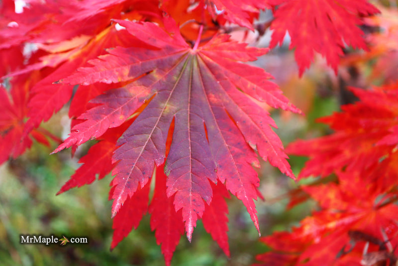 - Acer japonicum 'Yama kage' Mountain Shadows Full Moon Japanese Maple - Mr Maple │ Buy Japanese Maple Trees