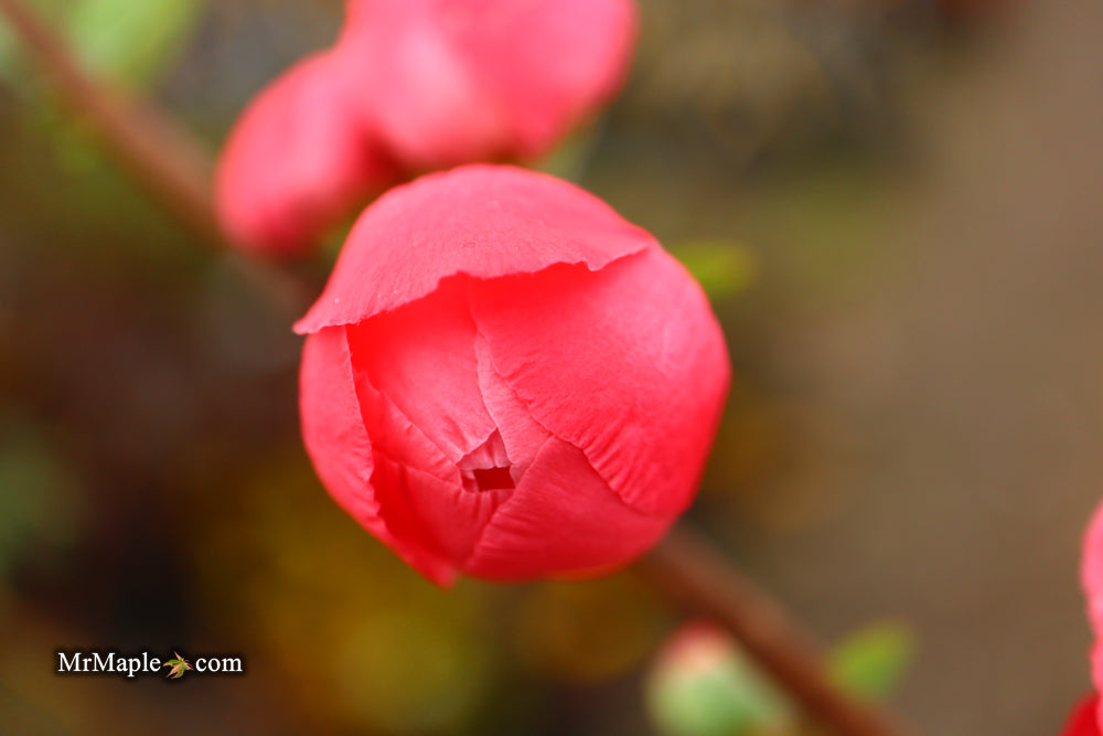 Chaenomeles speciosa 'Iwai nishiki' Dwarf Flowering Quince