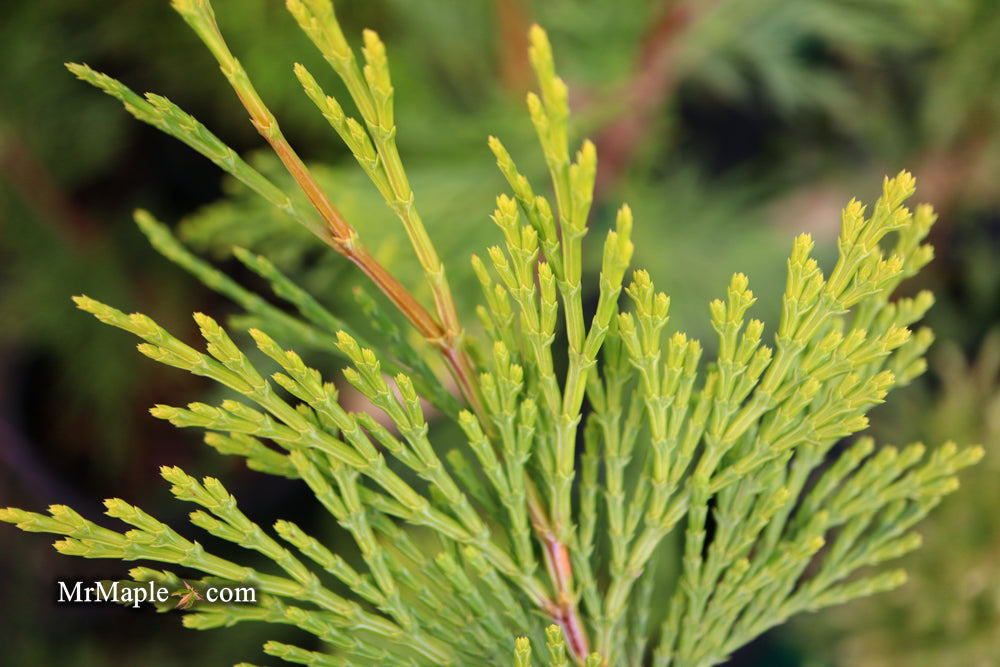 Calocedrus decurrens 'Maupin Glow' Variegated Incense Cedar
