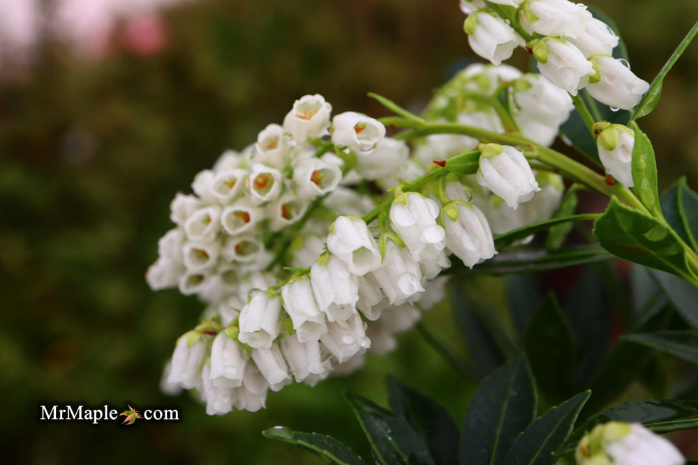 Pieris japonica 'Prelude' Flowering Japanese andromeda