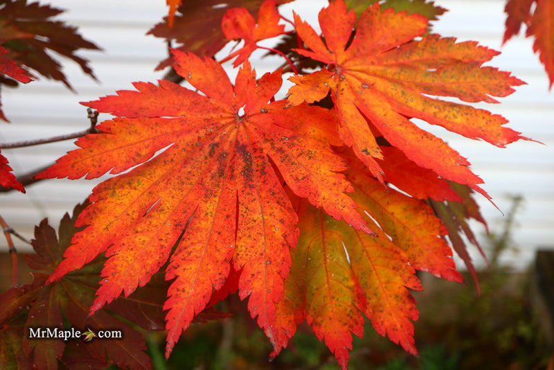 - FOR PICKUP ONLY | Acer japonicum 'Yama kage' Mountain Shadows Full Moon Japanese Maple | DOES NOT SHIP - Mr Maple │ Buy Japanese Maple Trees