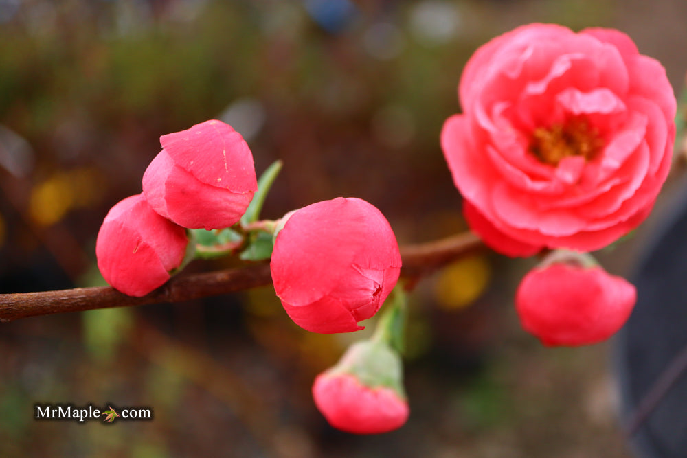 Chaenomeles speciosa 'Iwai nishiki' Dwarf Flowering Quince
