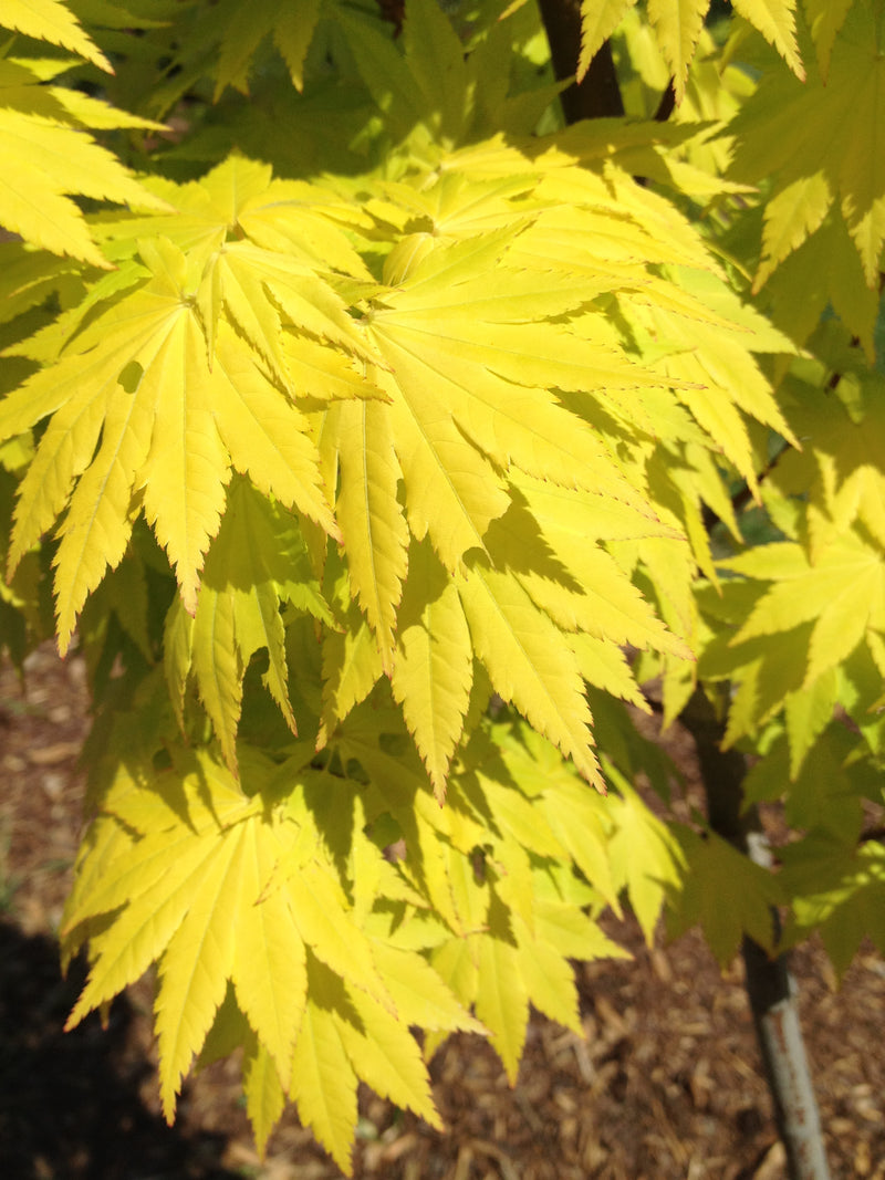 - Acer shirasawanum 'Jordan' Golden Full Moon Japanese Maple - Mr Maple │ Buy Japanese Maple Trees