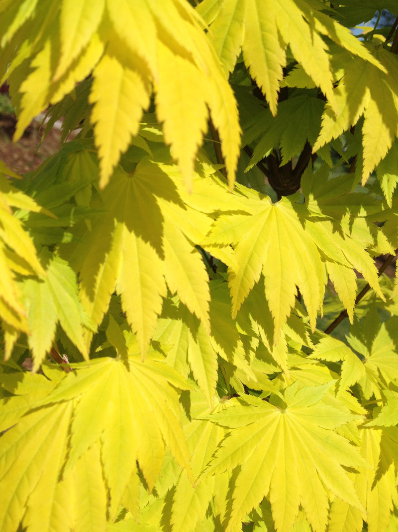 - Acer shirasawanum 'Jordan' Golden Full Moon Japanese Maple - Mr Maple │ Buy Japanese Maple Trees