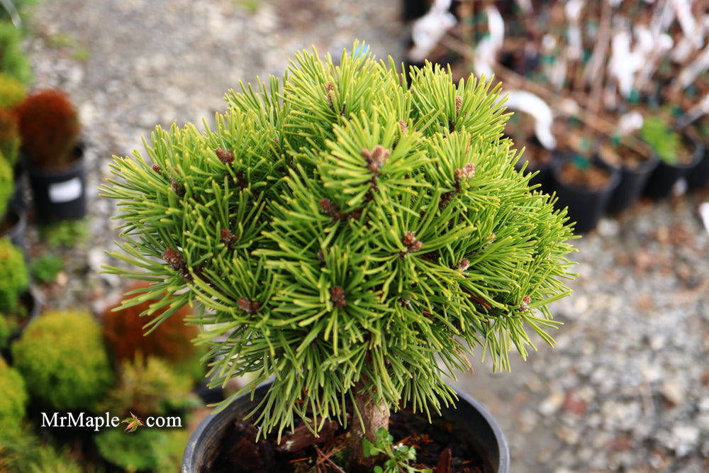 Pinus uncinata 'Caesar' Swiss Mountain Pine