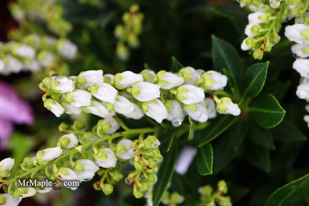 Pieris japonica 'Prelude' Flowering Japanese andromeda