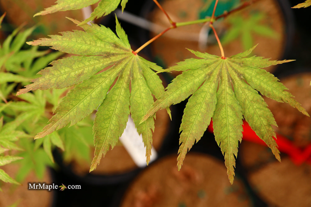 Acer palmatum 'Miwa' Variegated Japanese Maple